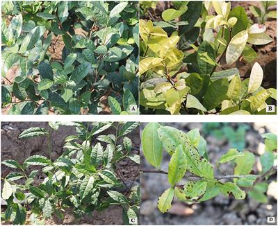 Analysis of growth resistance mechanisms and causes in tea plants (Camellia sinensis) in high-pH regions of Northern China